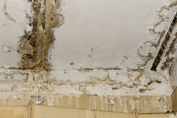 Best Mold Remediation for Healthcare Facilities  in Hayden, ID