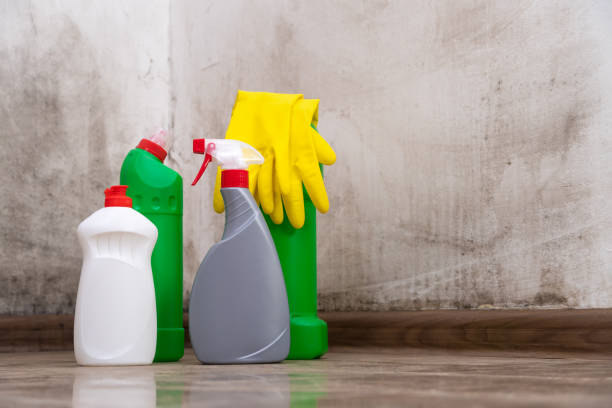 Best Mold Odor Removal Services  in Hayden, ID